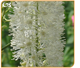 What is Black Cohosh?